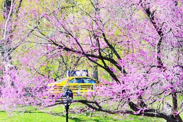 Photograph Mitchell Funk Taxi In The Park on One Eyeland